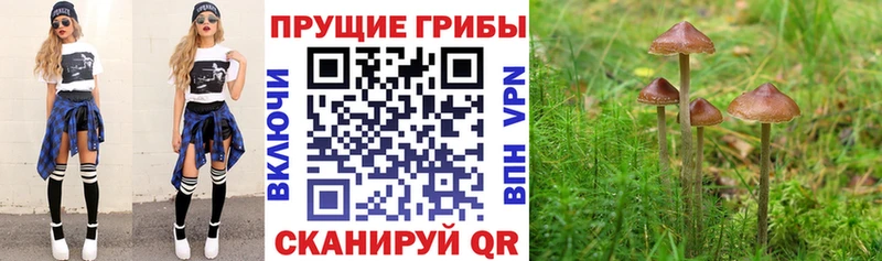 наркотики  Ершов  Галлюциногенные грибы Magic Shrooms 